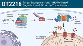 DT2216 Target Engagement and VHL-Mediated Degradation of BCL-XL in Tumor Models