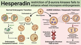 Hesperadin restriction of β-aurora kinases fails to enhance wheat microspore embryogenesis