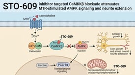 STO-609 inhibitor targeted CaMKKβ blockade attenuates M1R-stimulated AMPK signaling and neurite extension