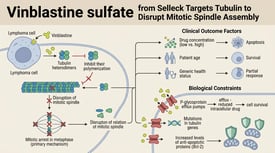 Vinblastine sulfate from Selleck Targets Tubulin to Disrupt Mitotic Spindle Assembly