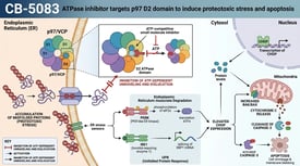 CB-5083 ATPase inhibitor targets p97 D2 domain to induce proteotoxic stress and apoptosis