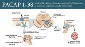 PACAP 1-38 and PACAP 138 from Selleck modulate VTAPBP neurons to attenuate trigeminovascular nociception