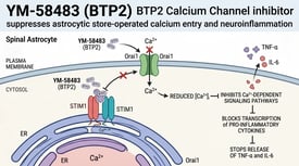 YM-58483 (BTP2) BTP2 Calcium Channel inhibitor suppresses astrocytic store-operated calcium entry and neuroinflammation