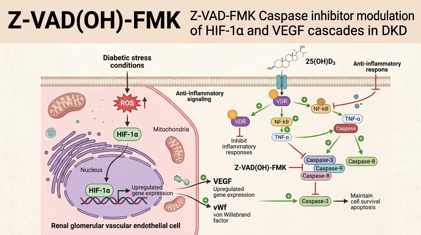 Schematic diagram of HIF-1α VEGF signaling pathway in renal endothelial cells during diabetic kidney disease
