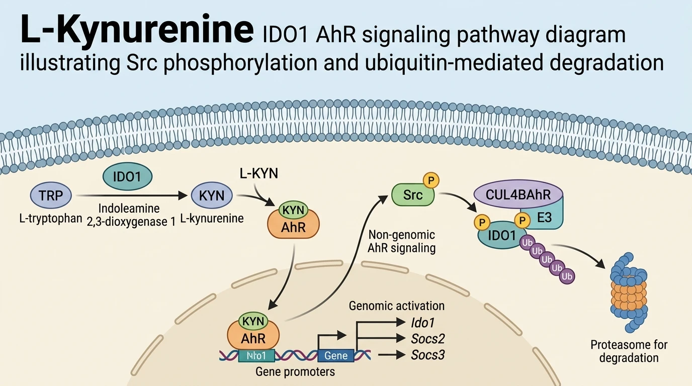 L-Kynurenine IDO1 AhR signaling pathway diagram illustrating Src phosphorylation and ubiquitin-mediated degradation