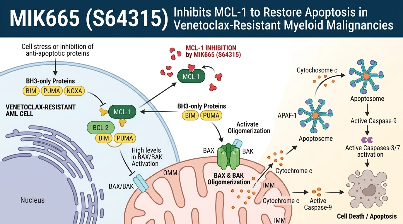 Schematic diagram of intrinsic mitochondrial apoptosis pathway in leukemia cells showing MCL1 inhibition by S64315