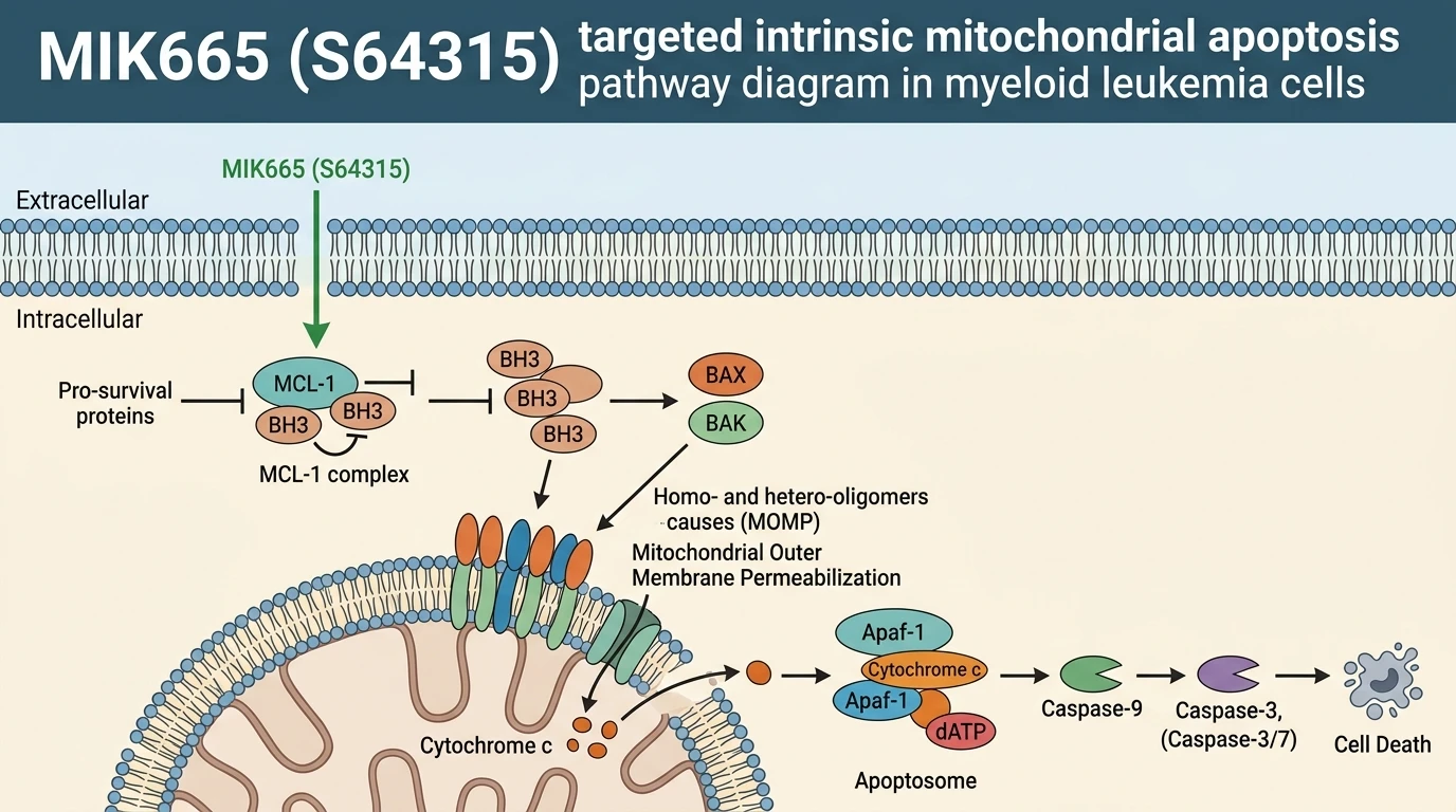 MIK665 S64315 targeted intrinsic mitochondrial apoptosis pathway diagram in myeloid leukemia cells