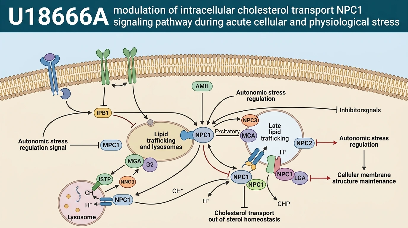 U18666A modulation of intracellular cholesterol transport NPC1 signaling pathway during acute cellular and physiological stress