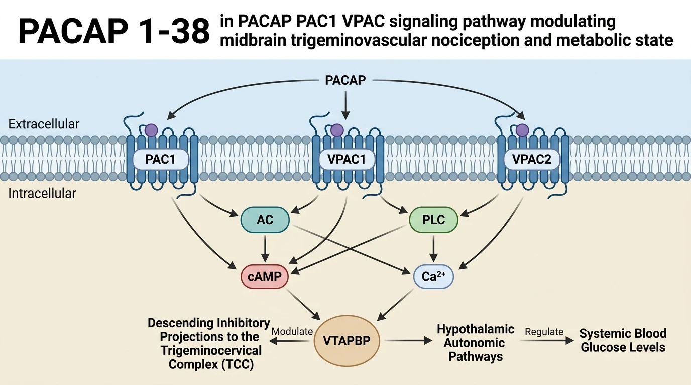 PACAP 1-38 in PACAP PAC1 VPAC signaling pathway modulating midbrain trigeminovascular nociception and metabolic state
