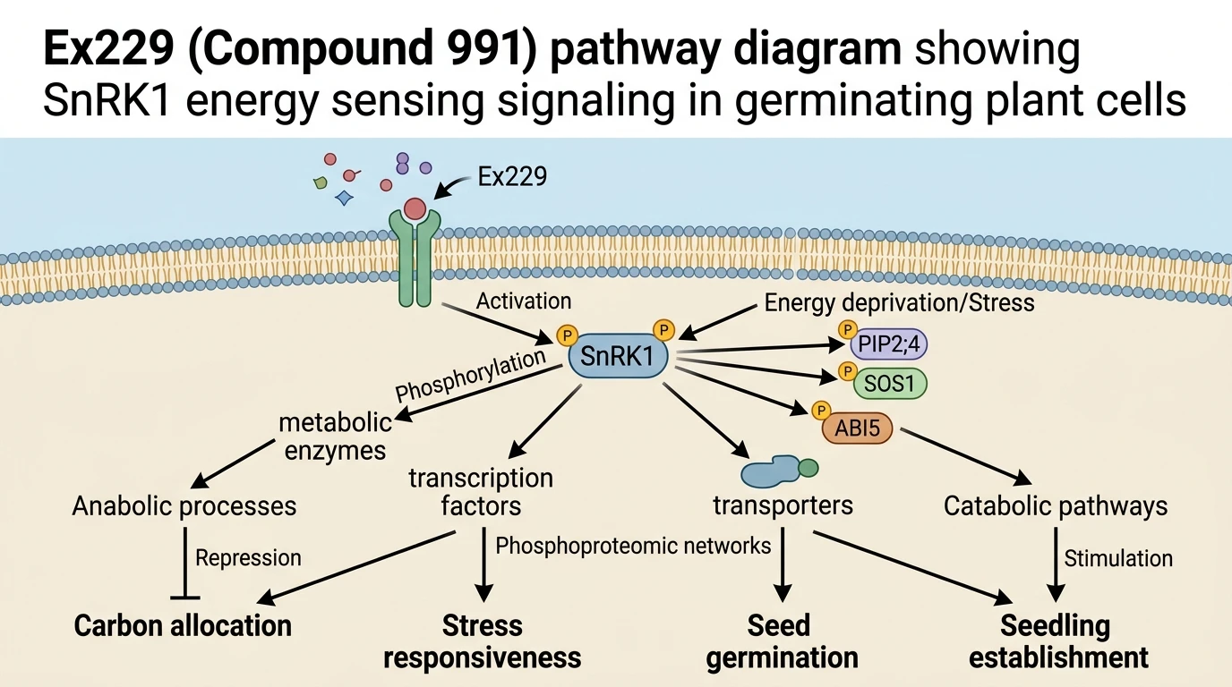 Ex229 Compound 991 pathway diagram showing SnRK1 energy sensing signaling in germinating plant cells