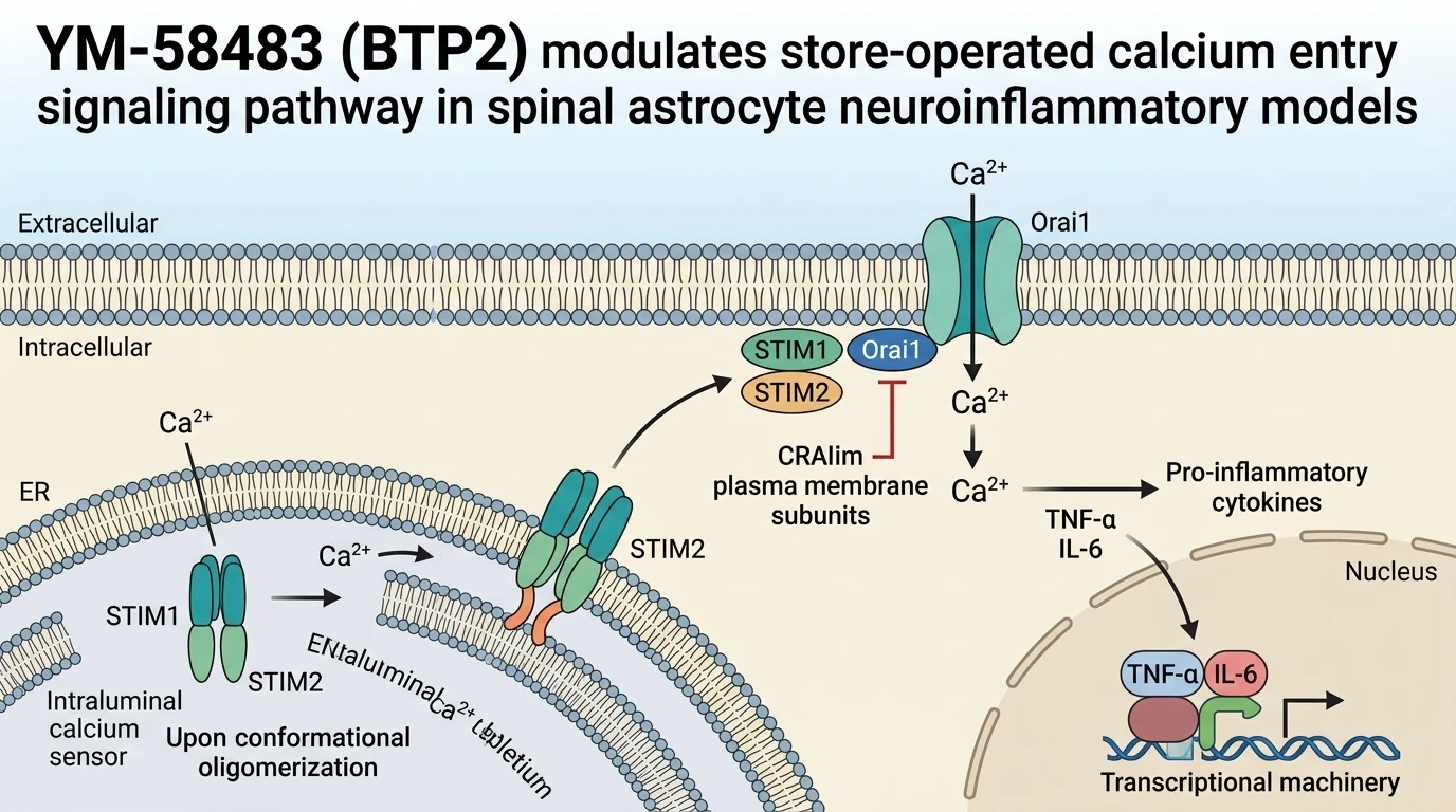 YM-58483 BTP2 modulates store-operated calcium entry signaling pathway in spinal astrocyte neuroinflammatory models