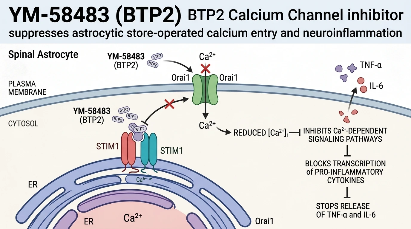 Schematic diagram of store-operated calcium entry signaling pathway in spinal astrocytes during neuroinflammation
