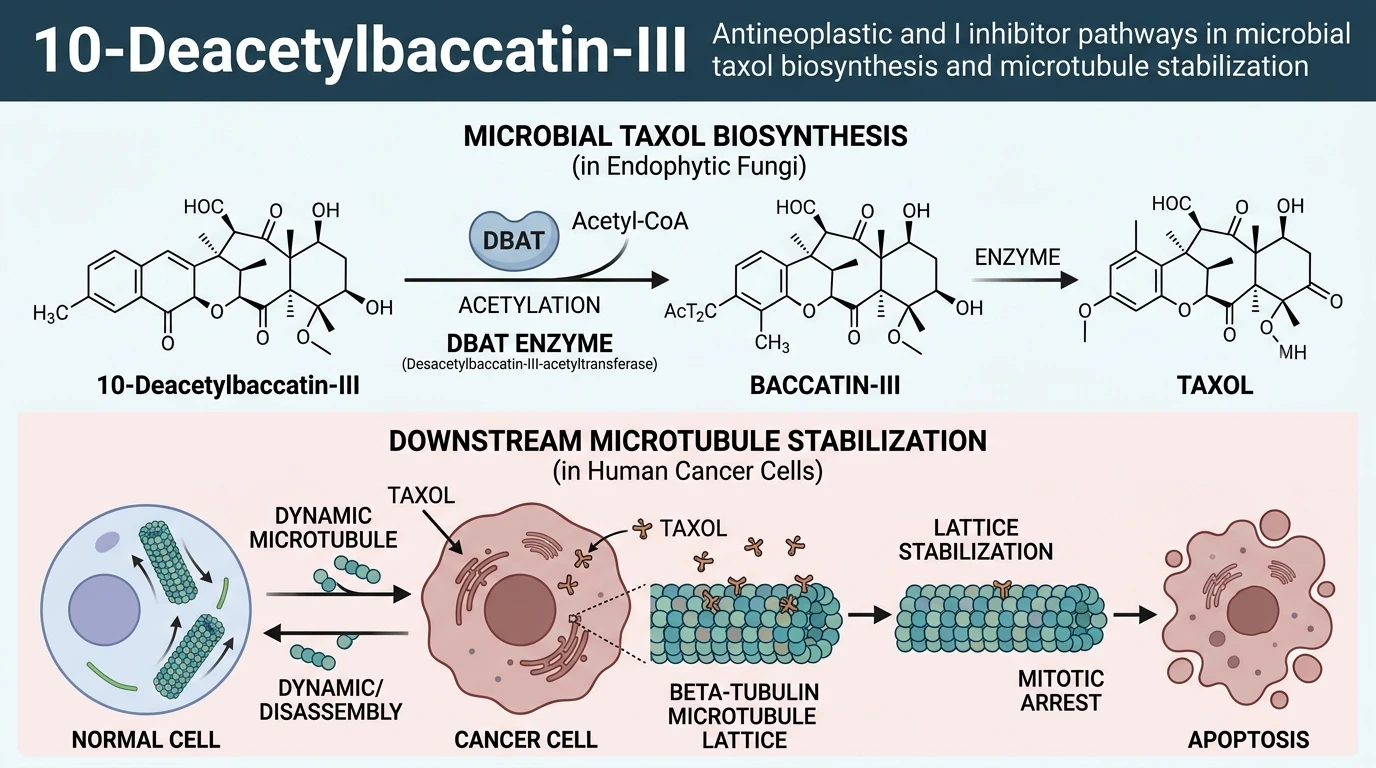 Schematic diagram of taxol biosynthesis pathway showing DBAT-mediated acetylation and microtubule stabilization in fungal fermentation
